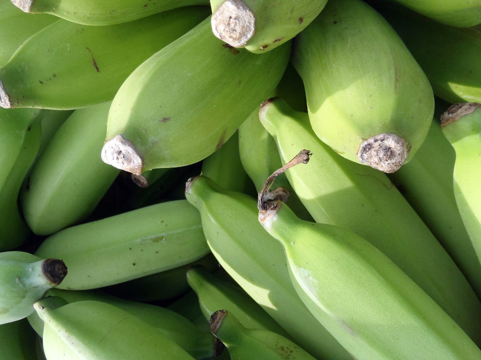 Bananas verdes inteiras
